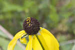 Pinnate prairie coneflower